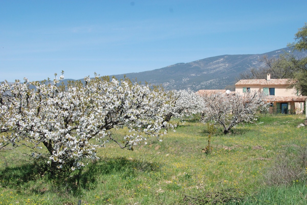 Les cerisiers en fleur devant le mas, avec le Mont Ventoux au fond